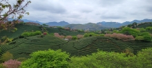 Thumbnail of pic_Teresa_Tse_120.jpg