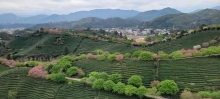 Thumbnail of pic_Teresa_Tse_123.jpg