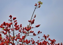 Thumbnail of pic_Lee_Shing_030.JPG