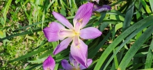 Thumbnail of pic_Si9_073.jpg