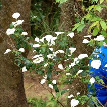 Thumbnail of pic_KL_Sin_031.jpg