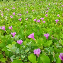 Thumbnail of pic_Cindy_Tse_033.jpg