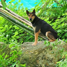 Thumbnail of pic_Lee_Shing_015.JPG