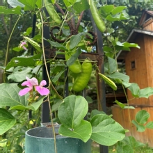 Thumbnail of pic_TB_Tung_005.JPG