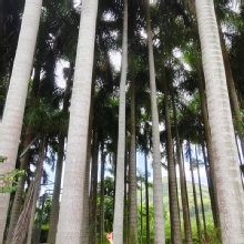 Thumbnail of pic_Derek_Wong_051.jpg
