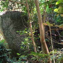 Thumbnail of PA110026.JPG